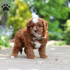 Theo, Cavapoo Puppy